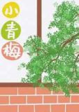 小青梅[八零]